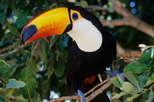 toucan