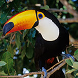 Toucan